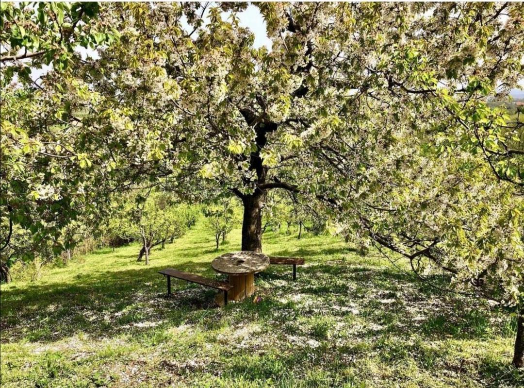 Vila Pogled Аранджеловац Екстериор снимка